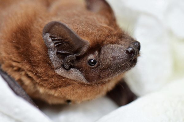 A common noctules bat, Nyctalus noctula, rescued in Ukraine.
