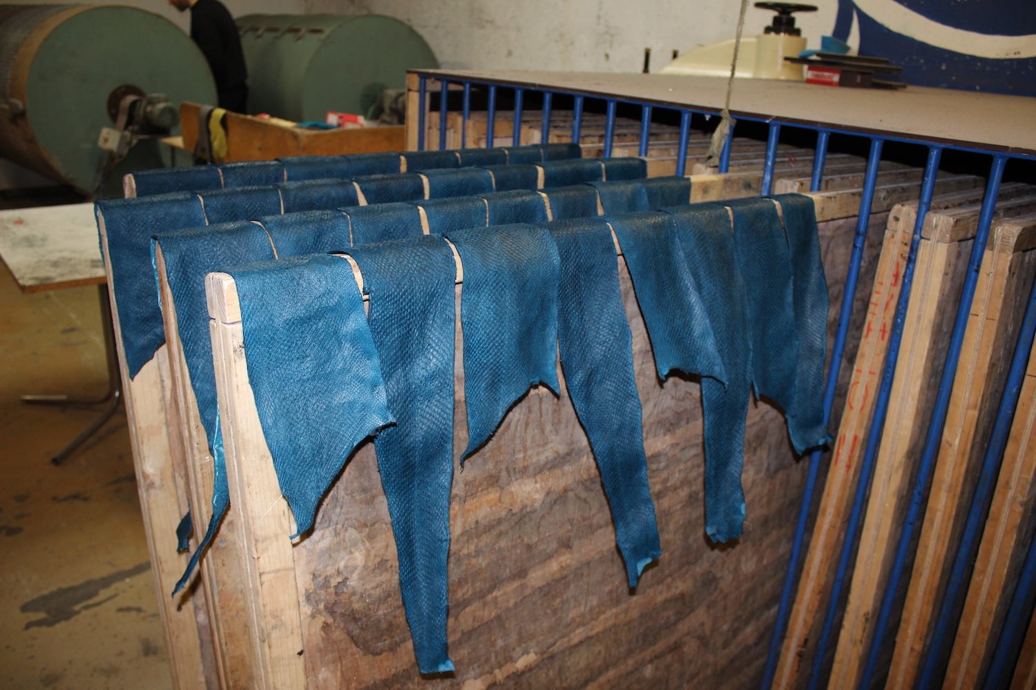 Fish skin drying after the tanning process.