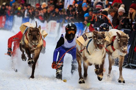 Run Run Rudolph: The World of Reindeer Racing 