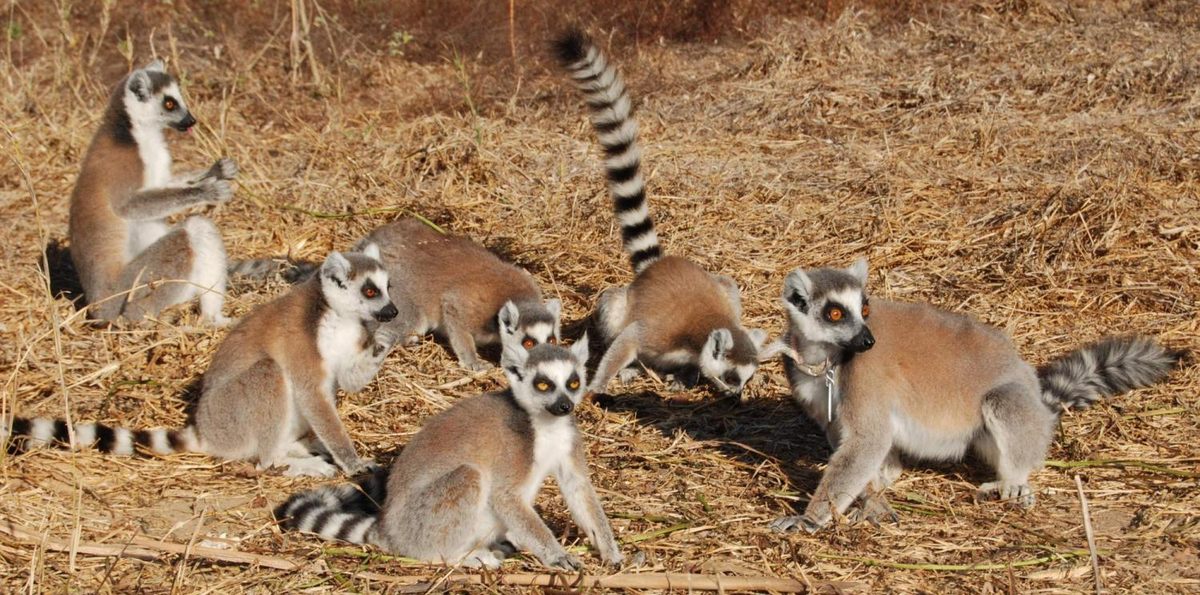 Along with native birds, rodents, and snakes, endemic lemurs like these are a key part of the forest cat's diet.