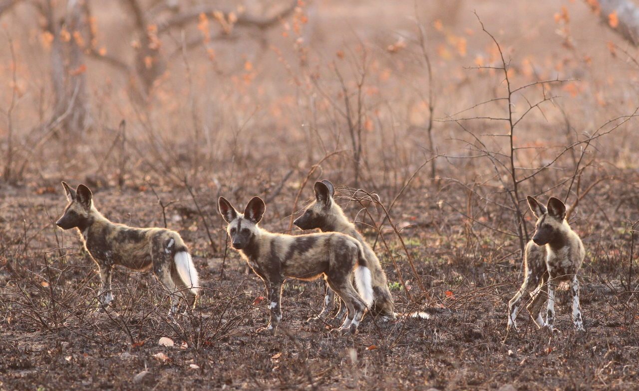 African Wild Dogs Vote on Crucial Pack Issues by Sneezing - Atlas Obscura