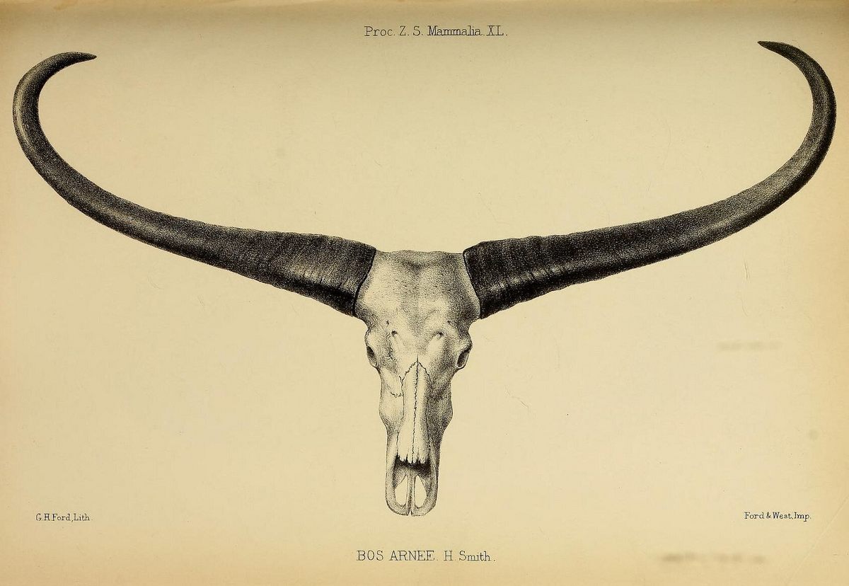 An example of the types of illustrations found in the <em>Proceedings of the Zoological Society of London</em>.