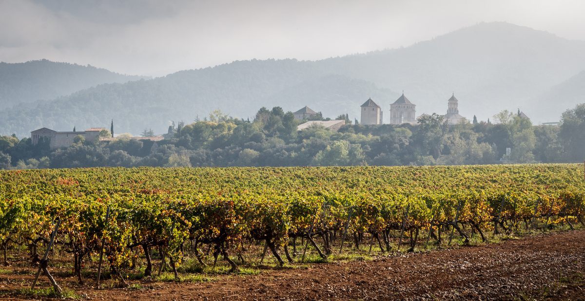 Vineyard in Catalonia, Spain.