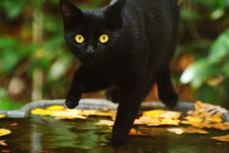 Ritualistic Cat Torture Was Once a Form of Town Fun