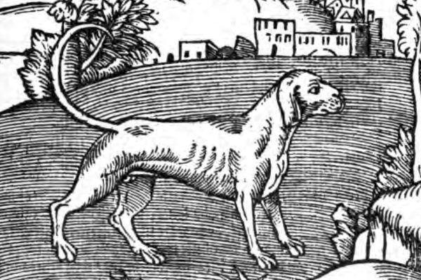 Illustration of a dog from George Turbervile's 1576 <em>Booke of Hunting</em>.