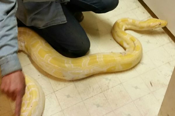 This White Snake Is Not Albino - Atlas Obscura