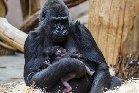 This Overweight Gorilla Just Shocked Zookeepers By Giving Birth