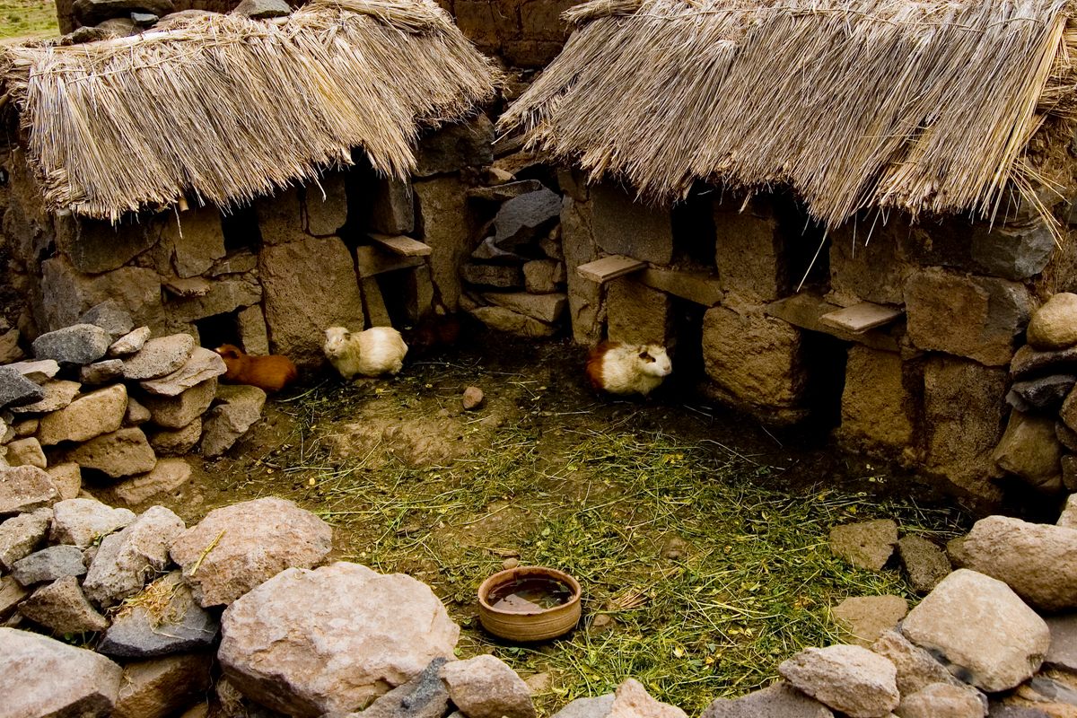 In Indigenous Andean communities, people often keep guinea pigs in small shelters like this one.