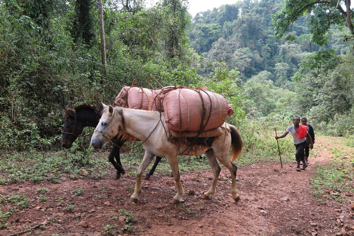 Hiking a load of dried coffee out from the isolated Mankira Forest to be milled in the forest-coffee cooperative in Bonga. The only way in or out is via this trail and across a river.