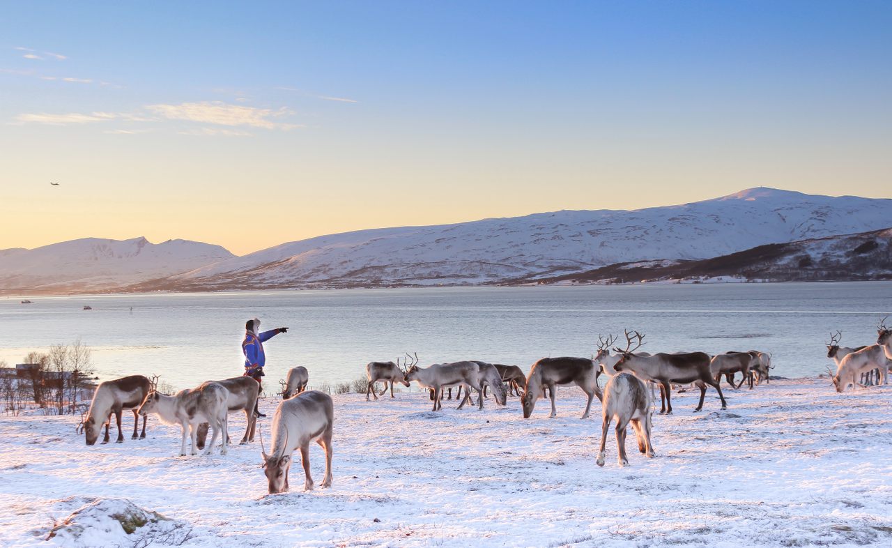 Some of the reindeer at the Tromsø Arctic Reindeer Experience.
