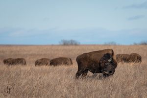 Bison at Tallgrass Prairie