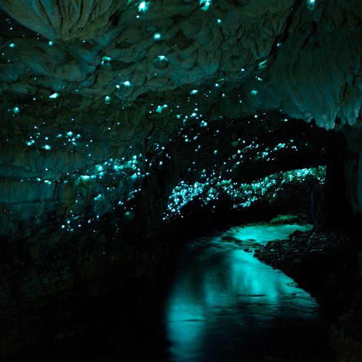 Glow worm Caves, Te Anau