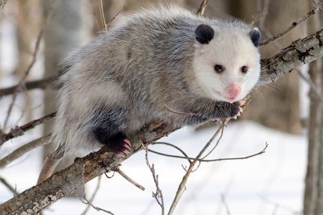 An opossum.