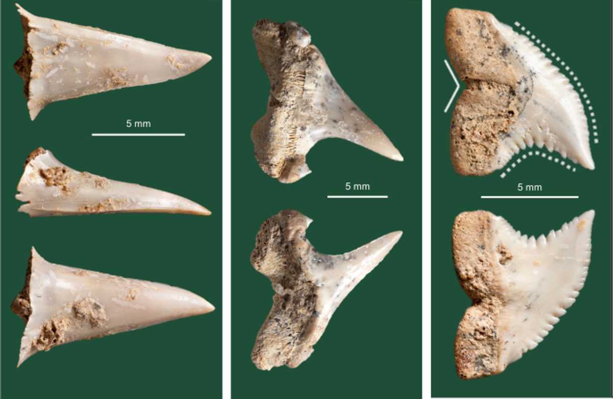 A bevy of shark teeth revealed a surprising addition to the ancient menu.