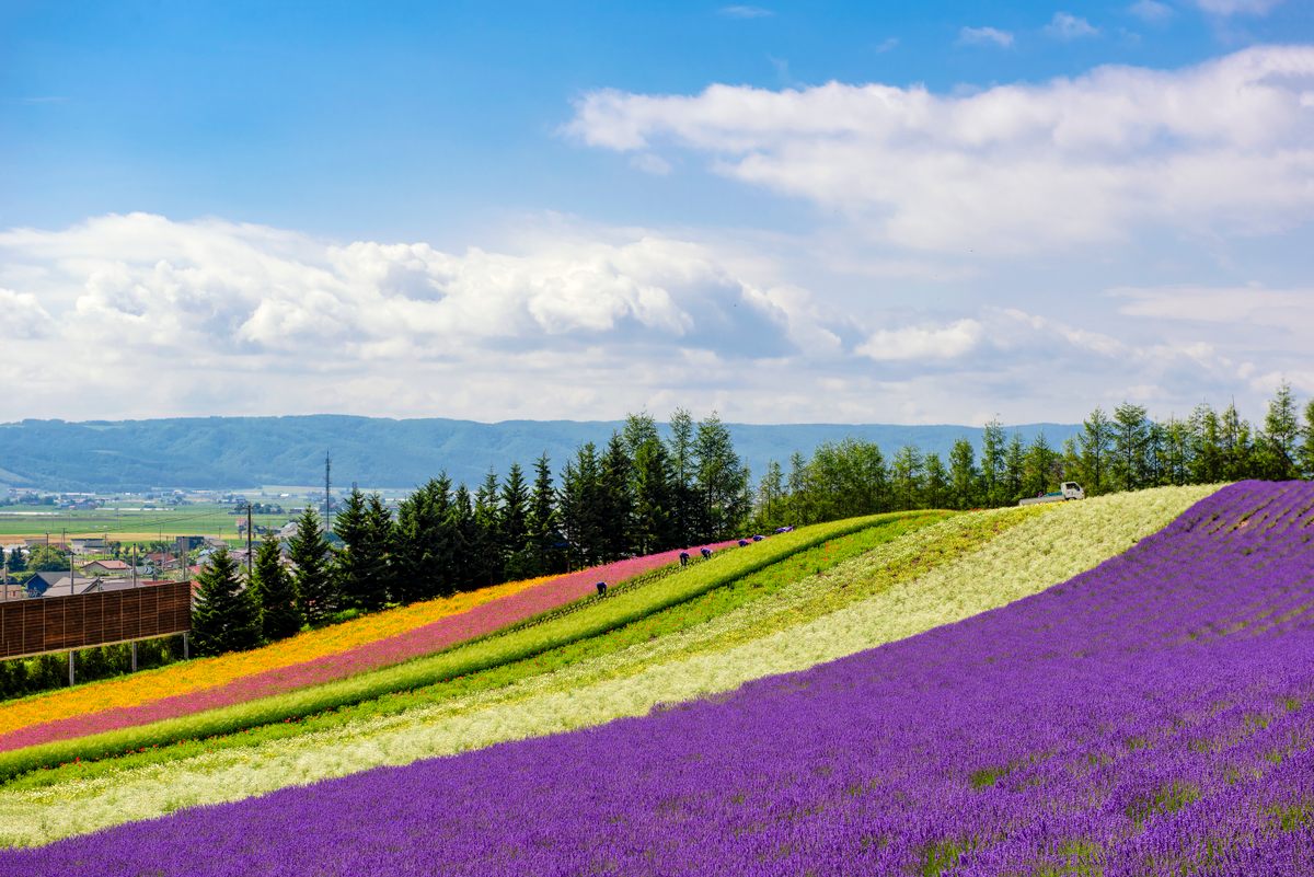 Tomita Farm in Hokkaido, Japan, turns its lavender into lavender ice cream.