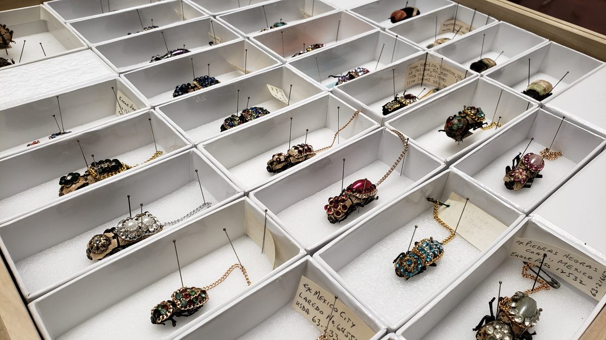 The Smithsonian National Museum of Natural History in Washington, D.C., is home to a collection of 28 maquech beetles confiscated at the U.S.-Mexico border.