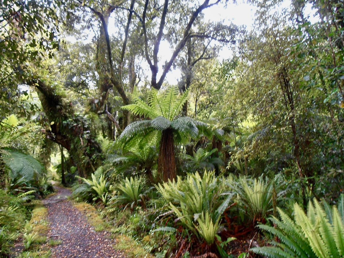 The trail moves through lush forest considered to be one of the last remnants of the ancient supercontinent of Gondwana.