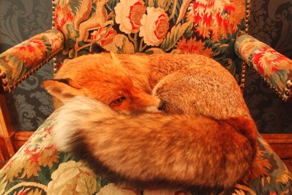 Sleeping fox of the Fox Salon