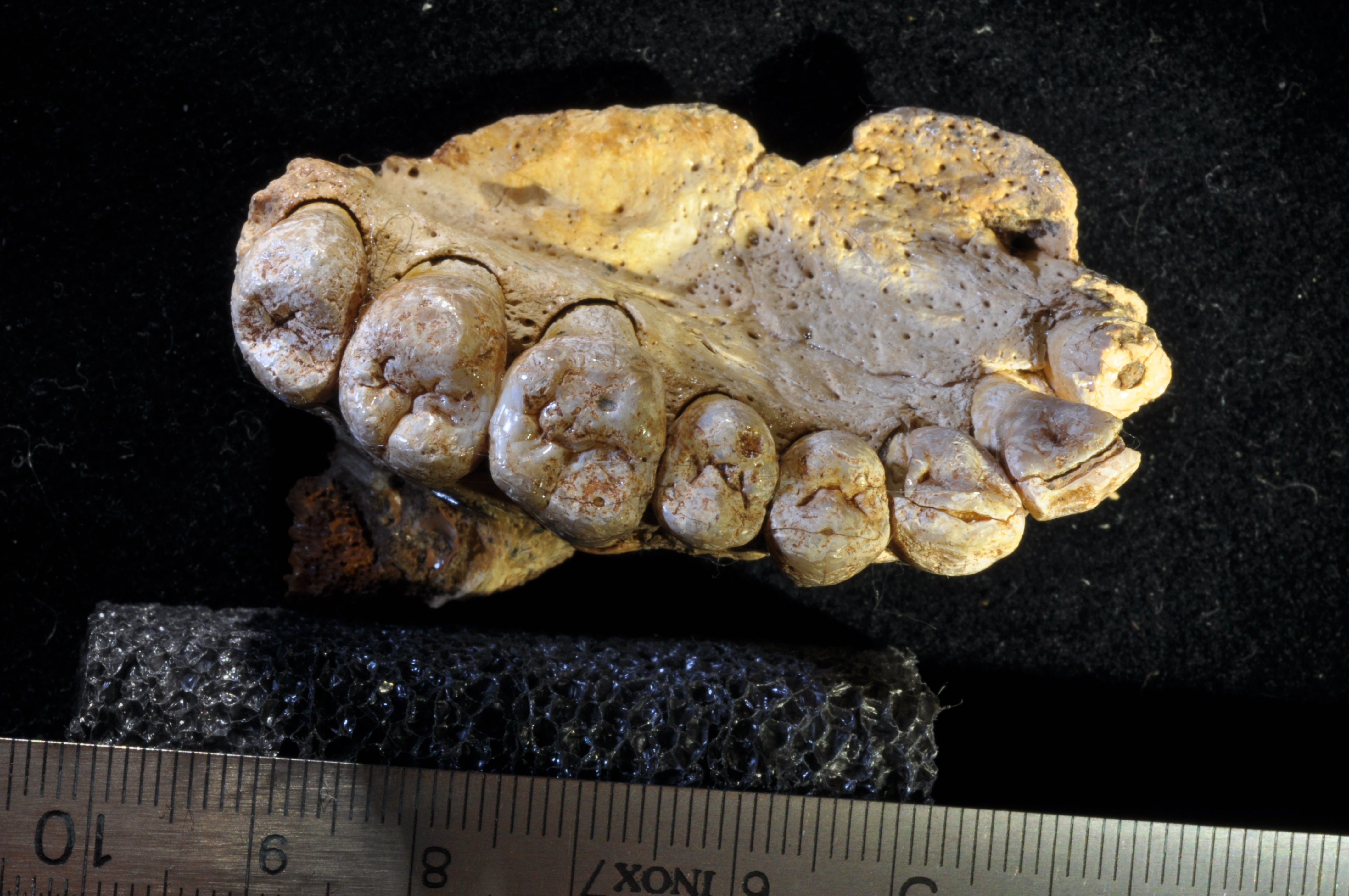 A close up of the fossilized teeth.