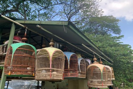 Zebra doves interact from the comfort of their individual cages.