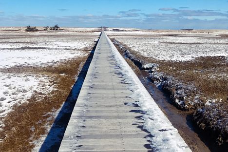 The boardwalk stretching out over the marsh at low tide.