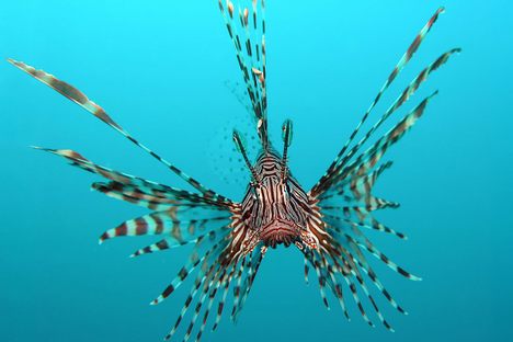 Lionfish Kabobs: Teaching Old Sharks New Tastes