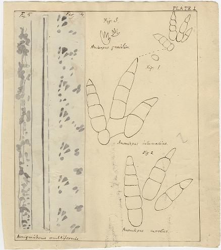 Hitchcock's drawings of the fossil footprints of several species, 1863.