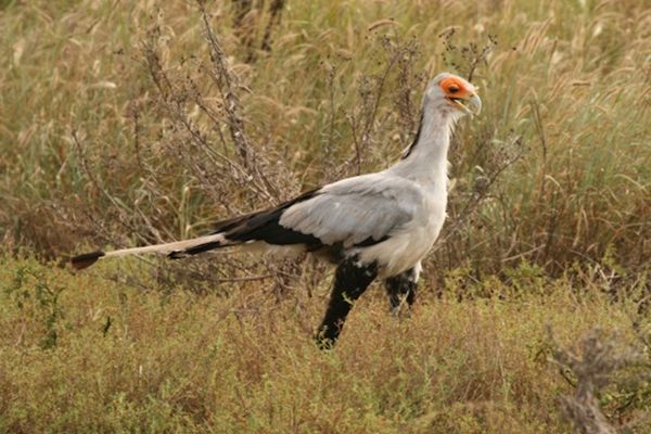 African Bird of Prey Sanctuary