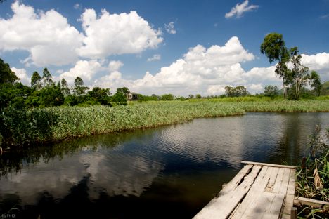 Dock, pond and reeds