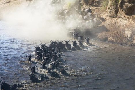 Fleeting Wonders: Watch Live As A Million Wildebeest Trek Across East Africa