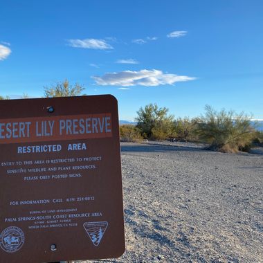 Desert Lily Sanctuary 