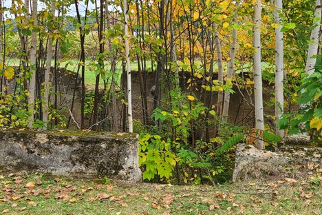 Trees growing inside foundation of ruined home