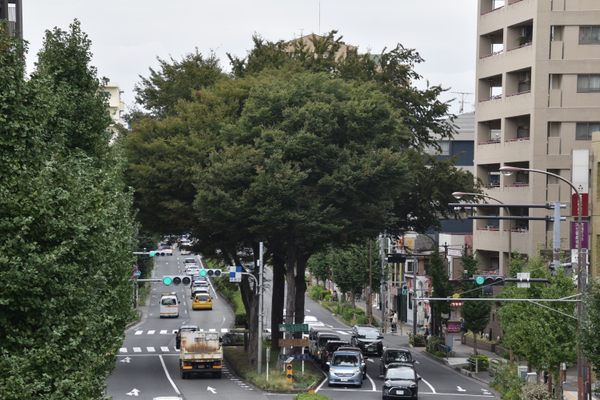 The Five Zelkovas of Kami-Itabashi.