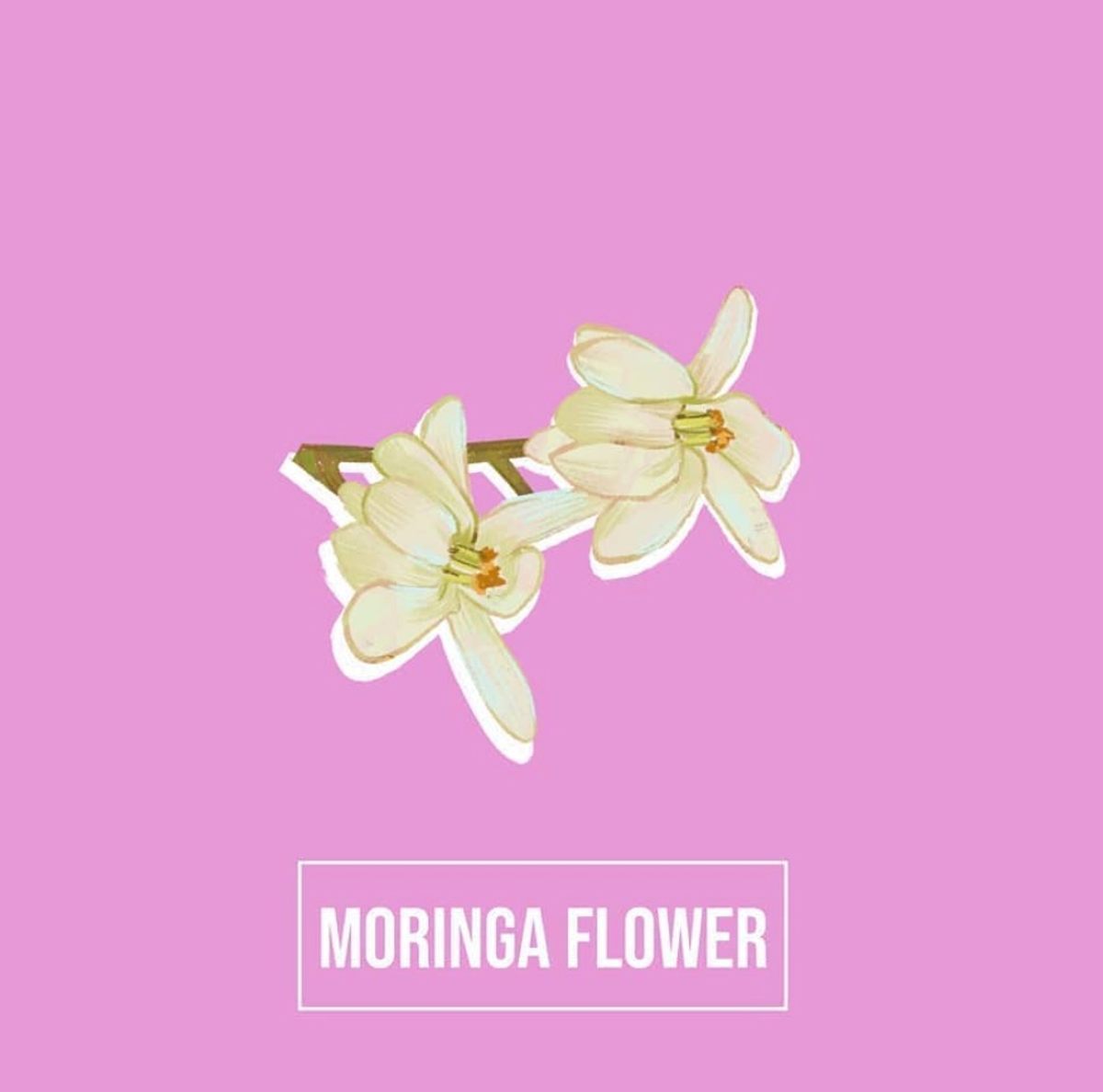 Muralidharan and his team foraged moringa flowers from a neighbor's backyard.