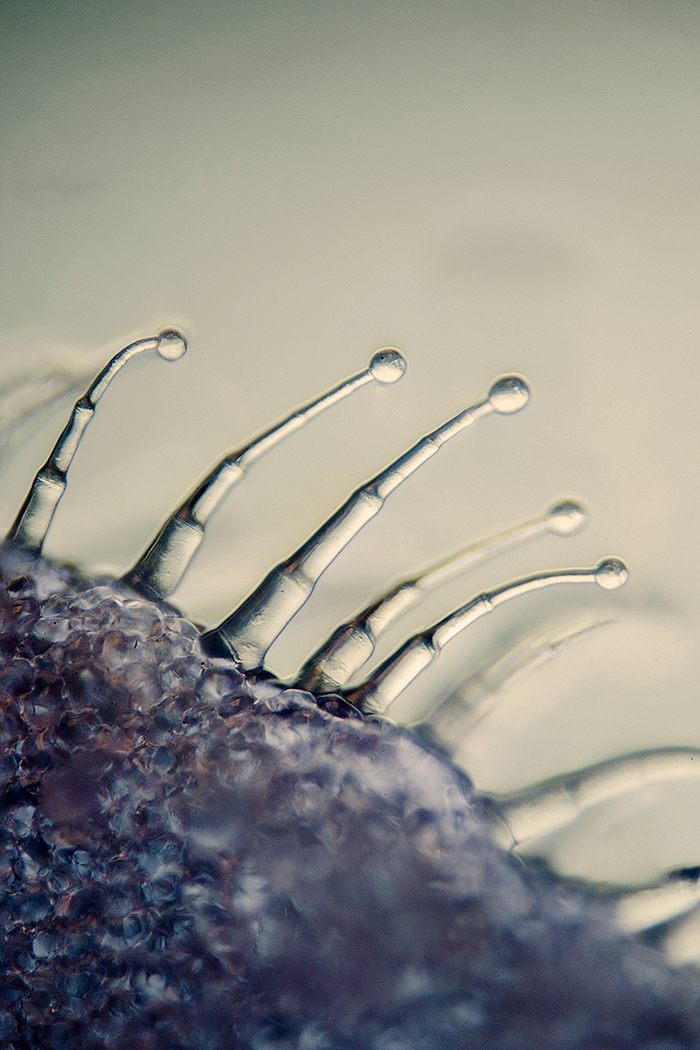 Glandular trichomes on a different plant.