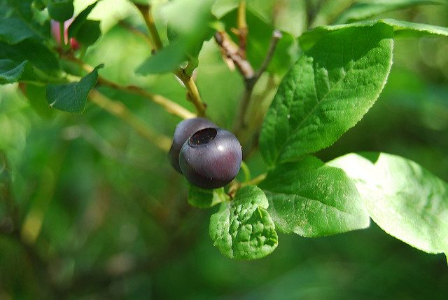 A Montana huckleberry, in profile.