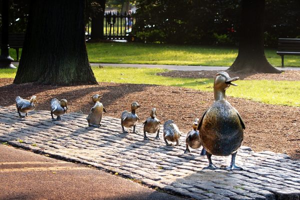 Mrs Mallard and her entire brood.