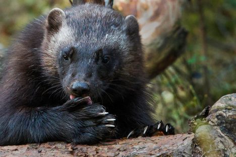 Wolverines Are Now Being Trained to Find Avalanche Survivors