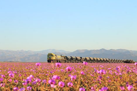 Not many souls around here to bear witness to the incredible desert superblooms of Chile.