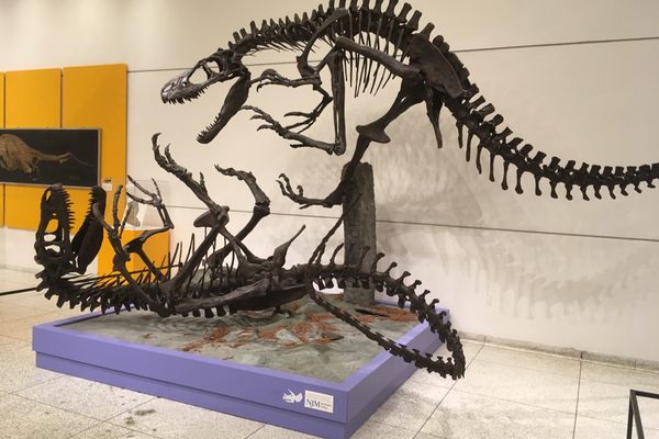 "Leaping Laelaps"-inspired mount of two Dryptosaurus skeletons