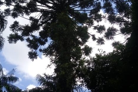 A huge Parana pine tree. This is a critically endangered species of tree native to South-Eastern Brazil.  