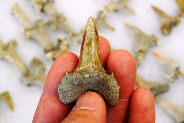 This ancient shark may have been slow-moving, but it was still pretty pointy. 