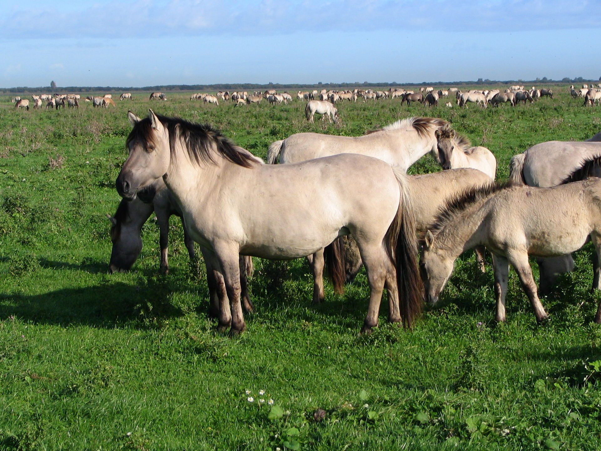 A herd of koniks, feral horses common on the peninsula in question.