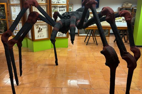Insect Museum