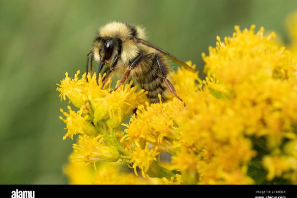 Two-form Bumble Bee (Bombus bifarius) Male foraging in Goldenrod (Solidago) flowers, Mt. Hood, Oregon USA