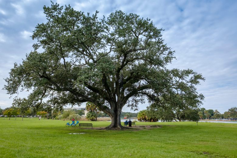 The Singing Oak – New Orleans, Louisiana - Atlas Obscura