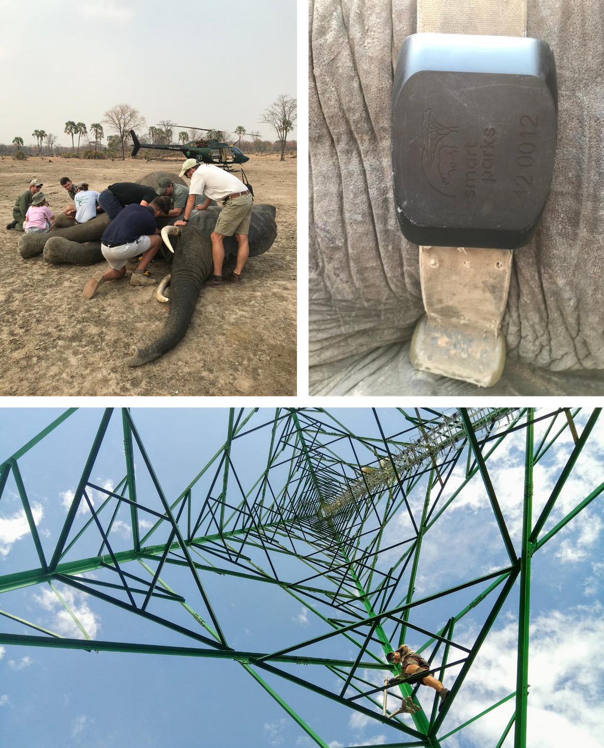 Wildlife managers tag an elephant with a LoRa sensor (top); a LoRa tower in Akagera National Park (bottom).