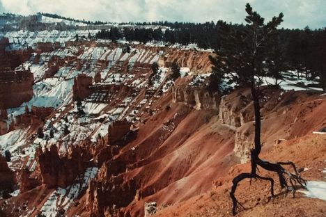 Bryce Canyon "Walking" Tree Roots 