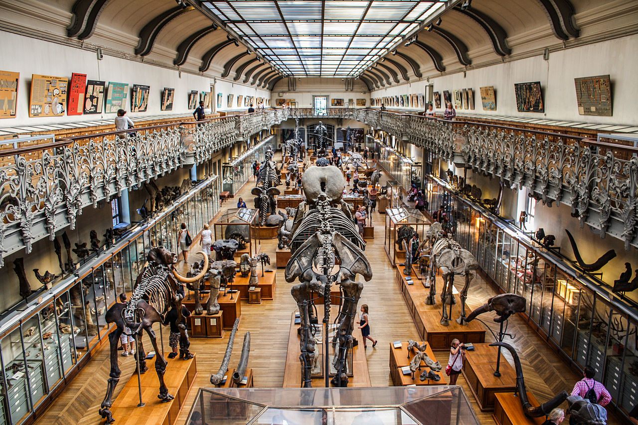 The specimen was on loan from the National Museum of Natural History in Paris.