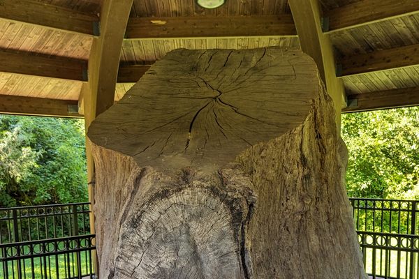 Wye Oak State Park